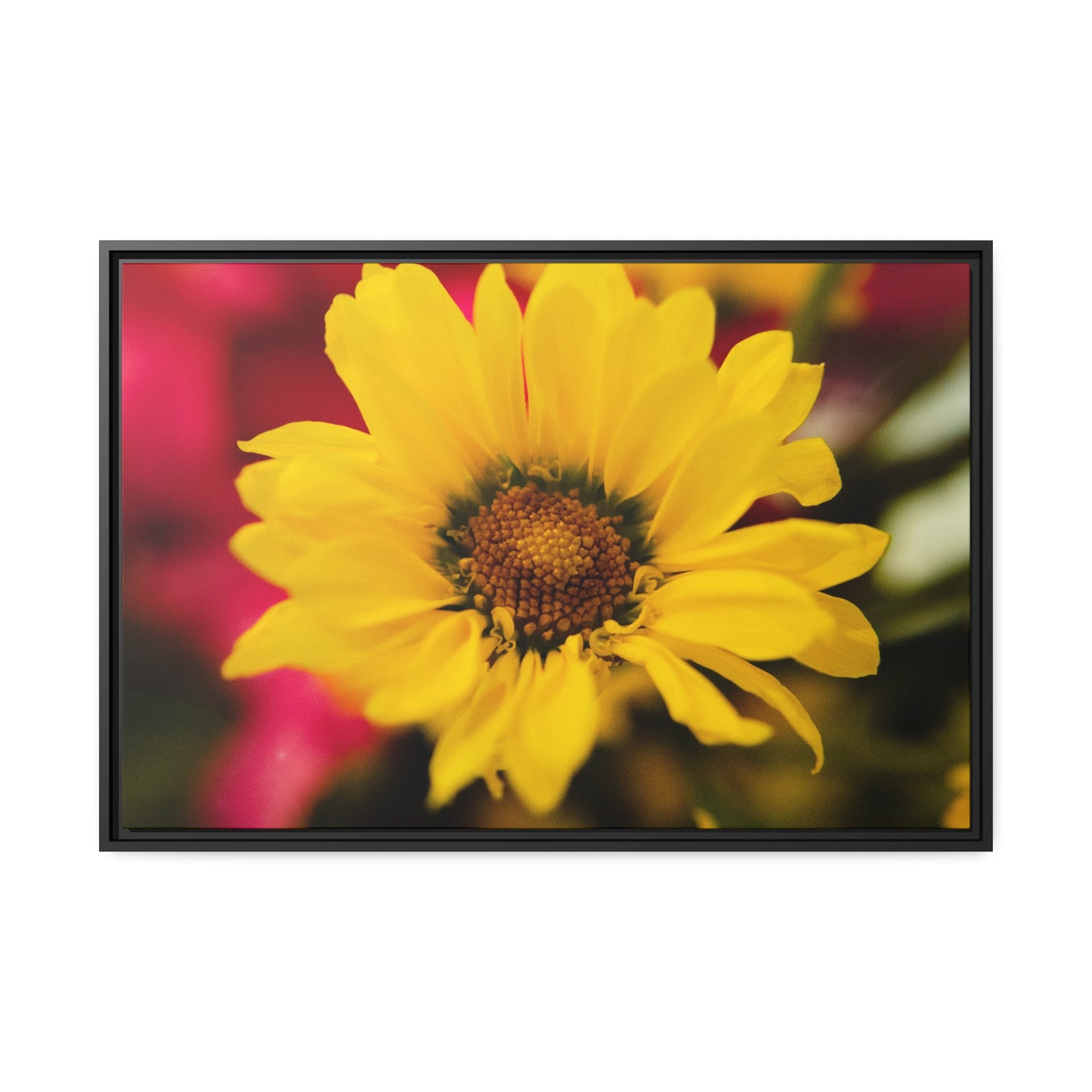 Blooms of sunshine on Matte Canvas, Black Frame